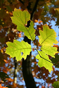 selective focus photography of green leaf thumbnail