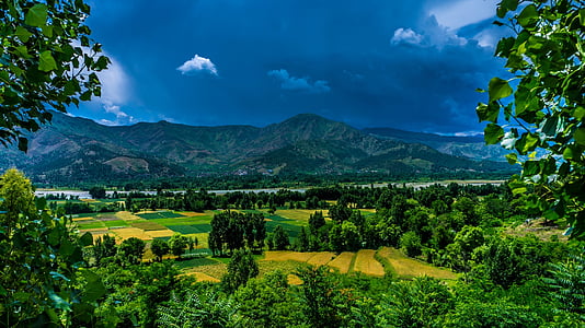 green trees thumbnail