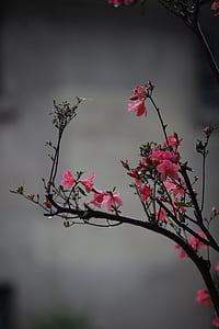 selective focus photography of pink petaled flower thumbnail