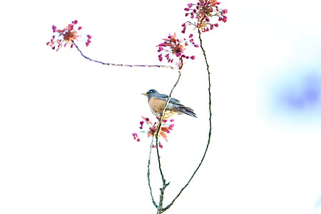 blue and brown bird perching on pink petaled flower at daytime thumbnail