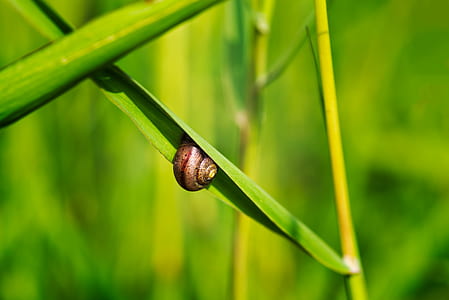 shallow focus photo of brown snail thumbnail