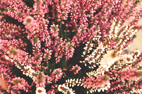 shallow focus photo of pink and white flowers thumbnail