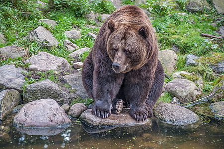 grizzly bear sitting on rock thumbnail