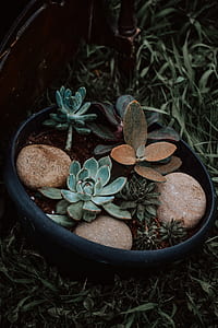 green and brown succulents in pot close up photo thumbnail