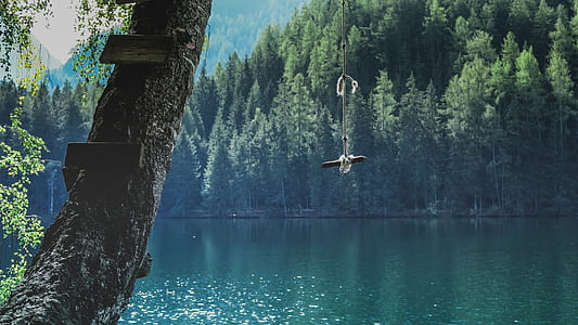 landscape photography of a swing on tree thumbnail