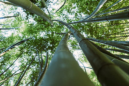 Forest of Bamboo Trees thumbnail