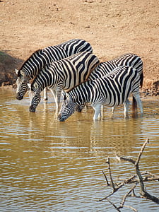 four zebra drinking on river during daytime thumbnail