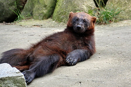 close-up photo of brown bear thumbnail