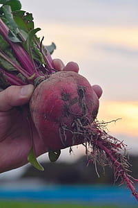 beet thumbnail