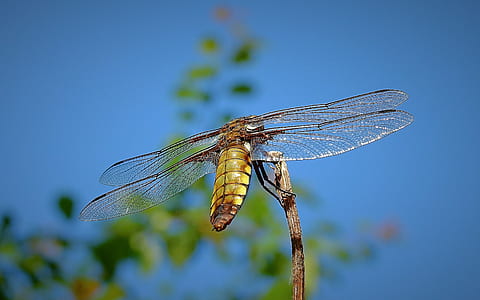 brown dragonfly on branch in bokeh photography thumbnail