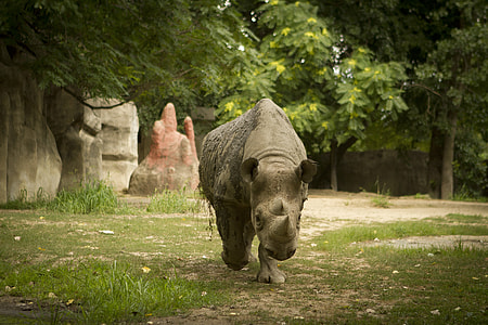 Rhino, Rhino At Zoo thumbnail