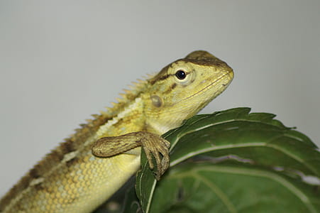 green lizard placed on leaf thumbnail
