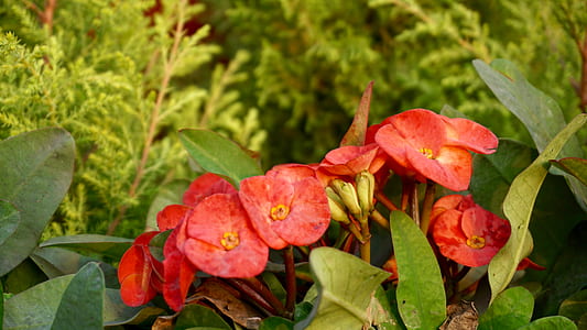 flowers, garden, petals, leaves thumbnail