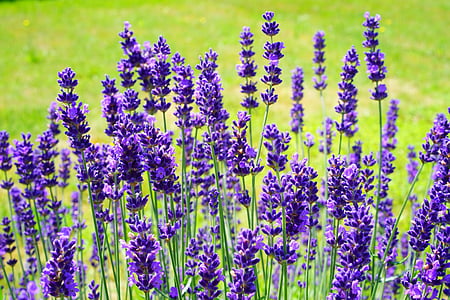 purple flowering plant field thumbnail
