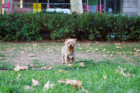 brown dog on green grass field thumbnail