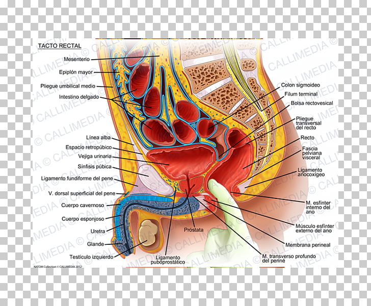 prostatitis y flora intestinal