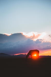 silhouette photo of horse thumbnail