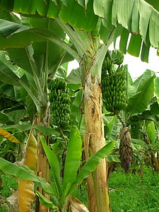 green banana plant during daytime thumbnail