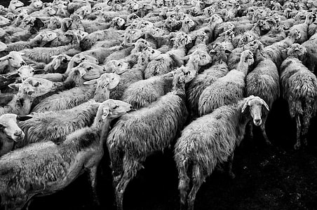 herd of white sheep thumbnail