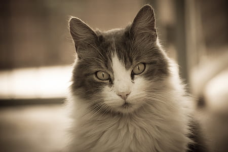 macro photography of white and brown cat thumbnail