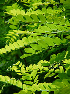 green plant thumbnail