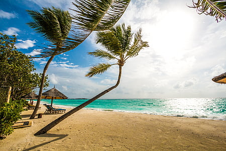 four seasons, kuda huraa, maldives, palm tree, tree, sea thumbnail