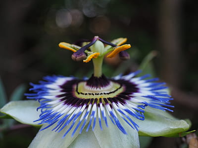 selective focus photography of blue and green passion flower thumbnail