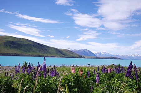 purple flower field beside body of water during daytime thumbnail