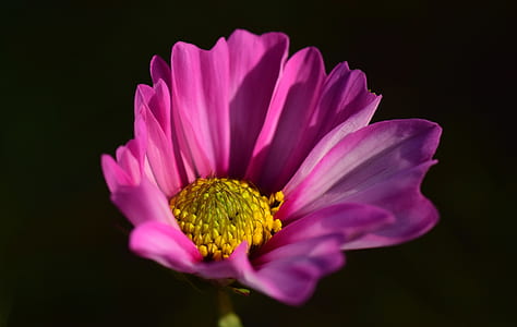 pink cosmos flower isolated on black background thumbnail
