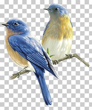Bird , birds, two short-beak blue and yellow birds illustration PNG clipart