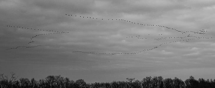 Flock of Flying Bird Formation in Grayscale Photography thumbnail