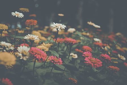 assorted-color flowers on the field painting thumbnail