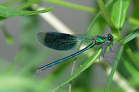 green and black damselfly perching on green leaf thumbnail