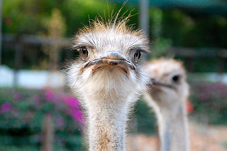 Ostrich close-up photo during daytime thumbnail