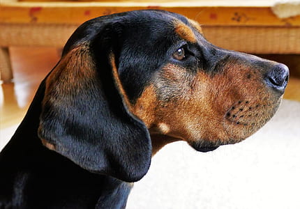 shallow focus photography of black and brown dog thumbnail