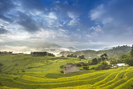 rice plains under cloudy sky thumbnail