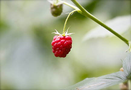 selective focus photo of red raspberry fruit thumbnail