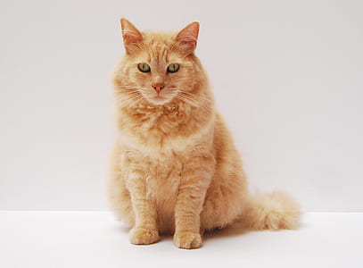 animal, pet, cute, cat thumbnail