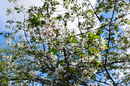 Flowering tree thumbnail
