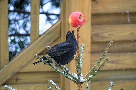 common blackbird eating apple fruit thumbnail