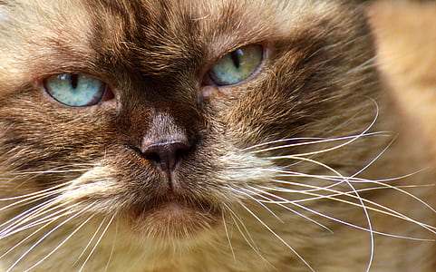 selective focus photography of Ragdoll cat thumbnail