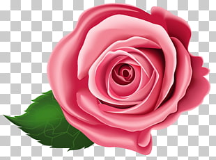 , Rose Transparent , red rose illustration PNG clipart