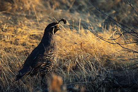 Black Bird on Brown Grass thumbnail