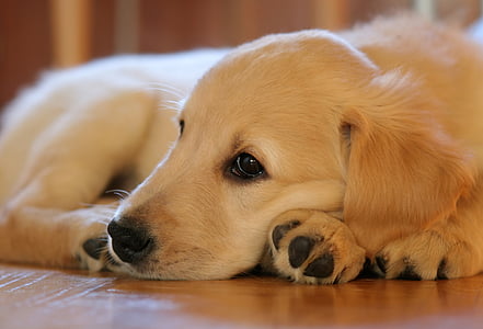 golden retriever puppy laying down on floor thumbnail