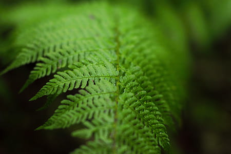 selective focus photography of fern plant thumbnail