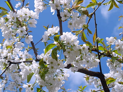 macro shot photography of white petaled tree during daytime thumbnail