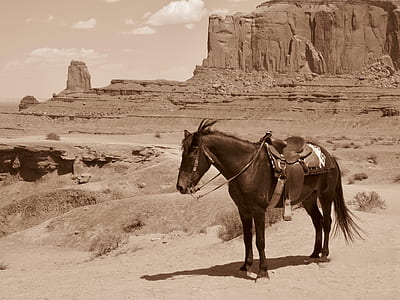 sepia photography of horse in desert thumbnail