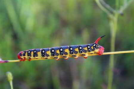 yellow and black caterpillar photo thumbnail