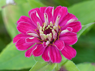 pink cluster petaled flower with green leaves thumbnail