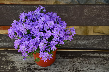 purple bellflowers centerpiece in closeup photo thumbnail